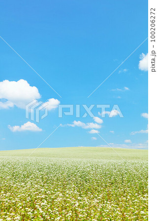 北海道　夏の青空とそばの花畑 100206272