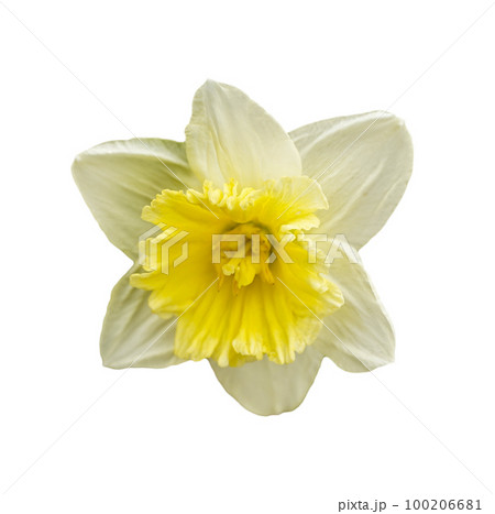 Flower of a daffodil top view isolated on a white background, white and yellow large cup flowers narcissus, cultivar Flower of a daffodil top view isolated on a white background, white and yellow large cup flowers narcissus, cultivar 100206681
