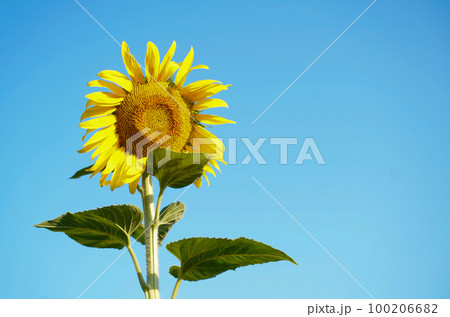One sunflower on a blue clear sky One sunflower on a blue clear sky 100206682