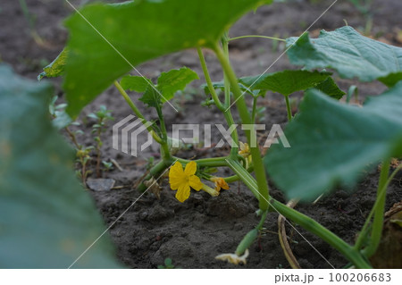 Blooming cucumbers in the garden. Cultivation of cucumbers in fields. Vegetables plantation. Growing organic food. Cucumbers harvest. Selective focus Blooming cucumbers in the garden. Cultivation of cucumbers in fields. Vegetables plantation. Growing organic food. Cucumbers harvest. Selective focus 100206683