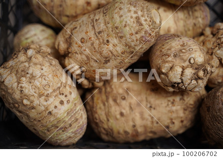 Celery roots background. Ecologically pure products of plant origin. Vegetable background. 100206702