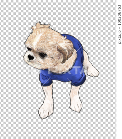 Shih tzu dog illustration 1 100206763