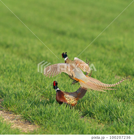 牧草地でバトルを繰り広げているコウライキジ 100207236