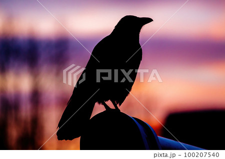 The silhouette of a raven against the background of a crimson sunset. Close-up The silhouette of a raven against the background of a crimson sunset. Close-up 100207540