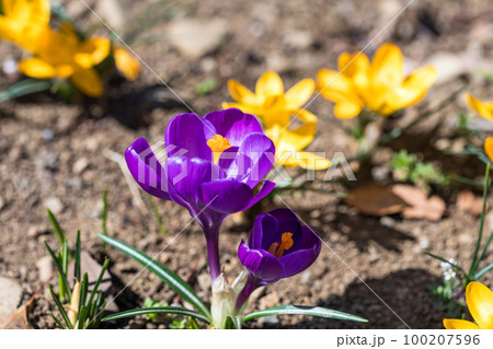 アヤメ科　クロッカスの花 100207596