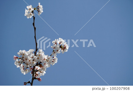 桜 桜 100207908