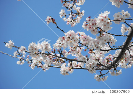 桜 桜 100207909