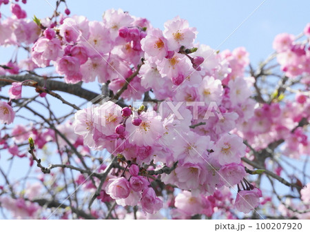 しだれ桜 100207920