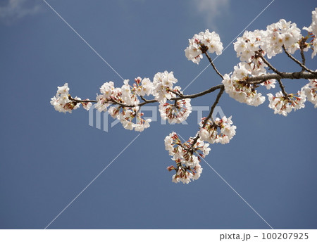 桜 桜 100207925
