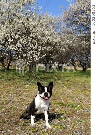 ゆずの里毛呂山町の早春を彩る満開の梅林で可愛く見つめるボストンテリアのマイティくん♡ 100208353