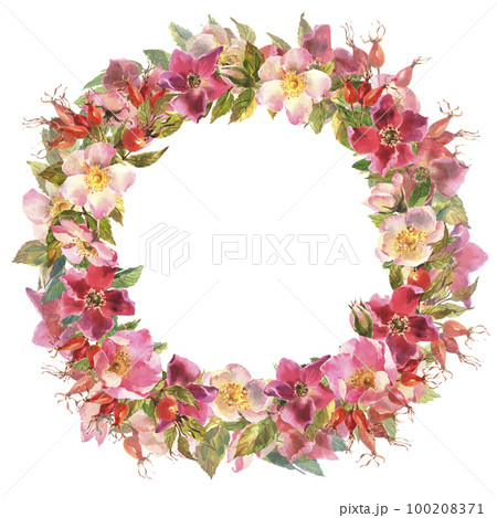 Watercolor rose hip wreath. Flowers, leaves and fruits of wild roses. Watercolor illustration isolated on white background. Watercolor rose hip wreath. Flowers, leaves and fruits of wild roses. Watercolor illustration isolated on white background. 100208371