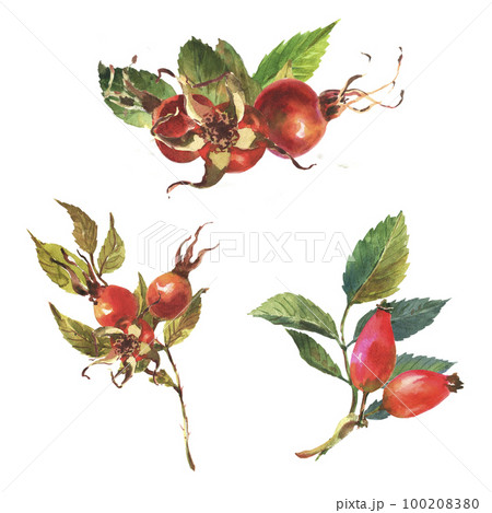 Watercolor set of Dog rose, Briar with red berries and green leaves, on white background. Watercolor set of Dog rose, Briar with red berries and green leaves, on white background. 100208380