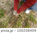 タンポポ・採取・山菜 100208409