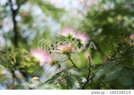 ネムの花 ネムの花 100208529