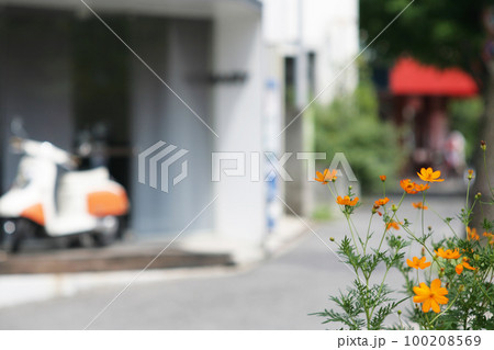 歩道脇のコスモスとレトロスクーター 100208569