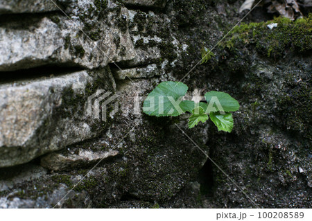 石垣の蕗の葉 石垣の蕗の葉 100208589