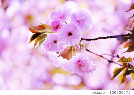 輝く背景とハナモモのピンクの花 輝く背景とハナモモのピンクの花 100209373