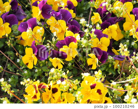 パンジー 100210246