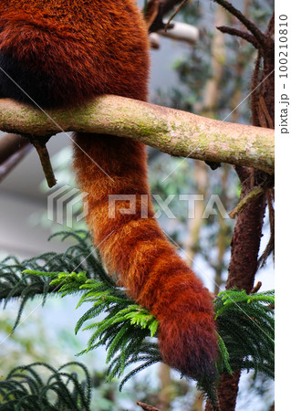 Red weasel playing on a tree in the zoo 100210810