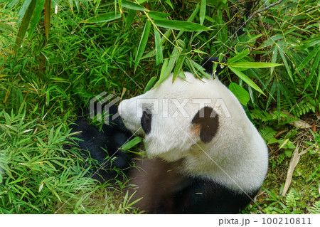 Giant Panda bear eating green bamboo 100210811