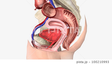 The Female Reproductive Cross Section 100210993