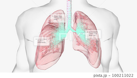 Oxygen rich air enters through your nose or mouth and reaches the lungs through your airways. Oxygen rich air enters through your nose or mouth and reaches the lungs through your airways. 100211022
