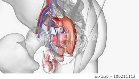 The pelvis is the most inferior region of the trunk. 100211112