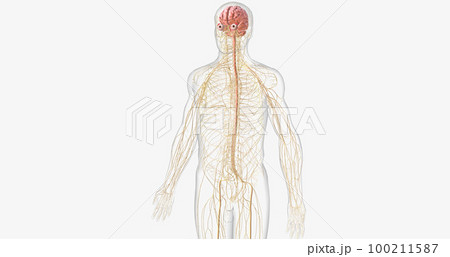 The nervous system contains the brain, brainstem, and nerves. The nervous system contains the brain, brainstem, and nerves. 100211587