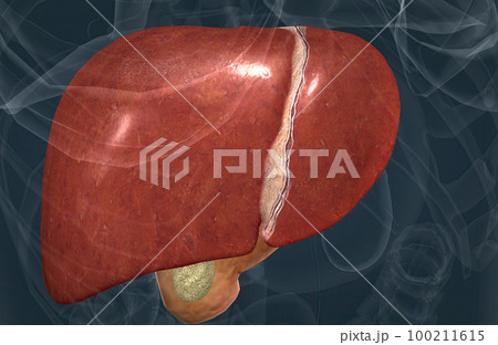 The digestive role of the liver is to produce bile and export it to the duodenum. The digestive role of the liver is to produce bile and export it to the duodenum. 100211615