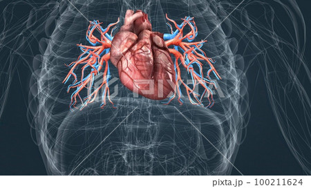 circulatory system or cardiovascular system 100211624