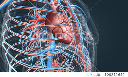 circulatory system or cardiovascular system 100211632