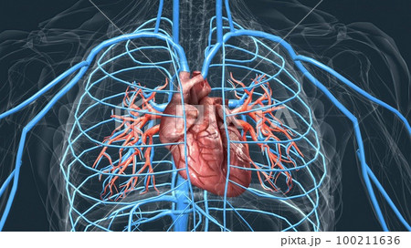 circulatory system or cardiovascular system 100211636