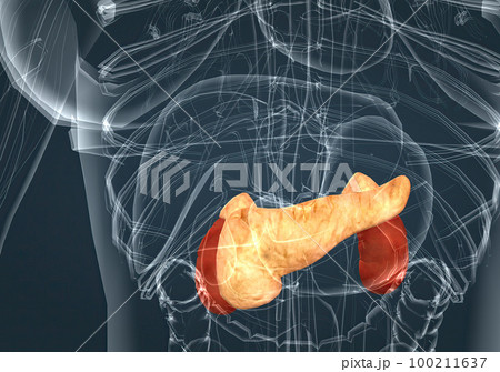 Female endocrine system, adrenal gland and pancreas 100211637