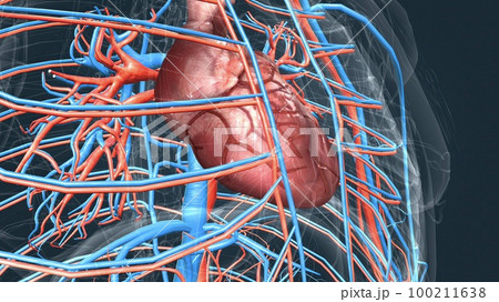 circulatory system or cardiovascular system 100211638
