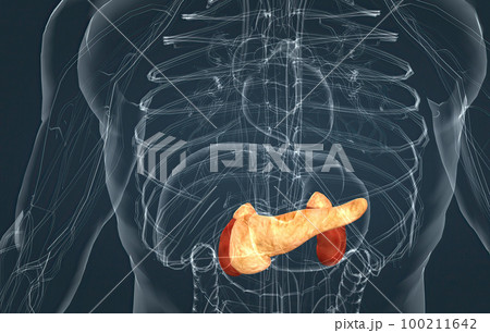 Male endocrine system, adrenal gland and pancreas Male endocrine system, adrenal gland and pancreas 100211642