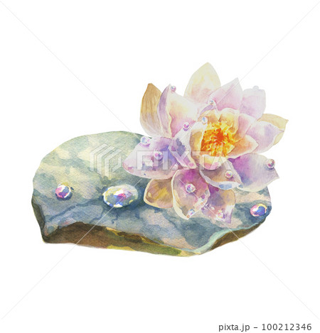 Botanical watercolor illustration of water lilies with dew drops on white background. 100212346