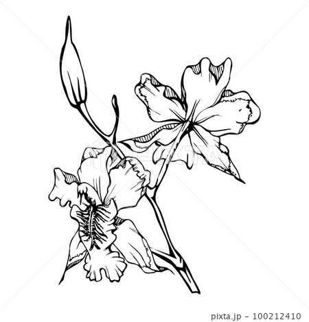 Hand drawn vector ink orchid flowers, stems, leaves, monochrome, detailed outline. Composition with branches. Isolated on white background. Design for wall art, wedding, print, tattoo, cover, card. 100212410