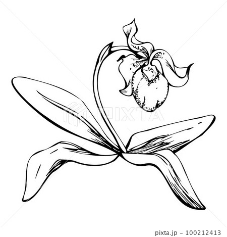 Hand drawn vector ink orchid flowers, stems, leaves, monochrome, detailed outline. Composition with branches. Isolated on white background. Design for wall art, wedding, print, tattoo, cover, card. 100212413