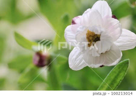 自宅にある花かんざしの花の花が開花が開花しました。 自宅にある花かんざしの花の花が開花が開花しました。 100213014