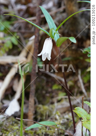 トサコバイモ(土佐小貝母)の花 トサコバイモ(土佐小貝母)の花 100213016