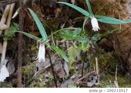 トサコバイモ(土佐小貝母)の花 トサコバイモ(土佐小貝母)の花 100213017