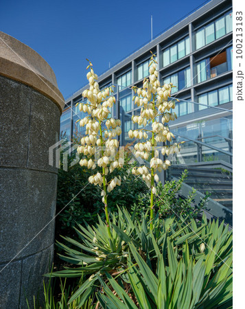 みなとみらい百景 100213183