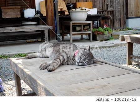 京都　梅宮大社　眠り猫 100213718