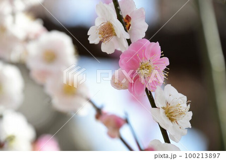 不思議な花梅 思いのまま」 不思議な花梅 思いのまま」 100213897