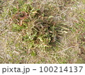 タンポポ・健康茶 100214137