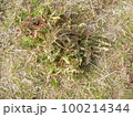 タンポポ・薬草・健康茶 100214344