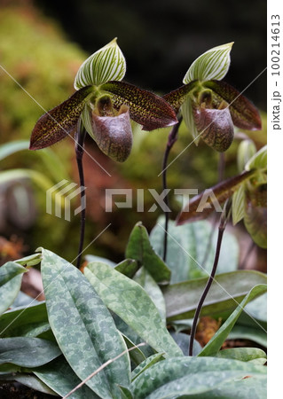 パフィオペディラム・ワルディイ　Paphiopedilum wardii 100214613