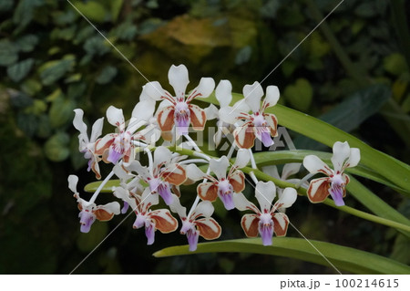 バンダ・ラメラタ(ラメラータ) Vanda lamellata 洋ランの原種 バンダ・ラメラタ(ラメラータ) Vanda lamellata 洋ランの原種 100214615