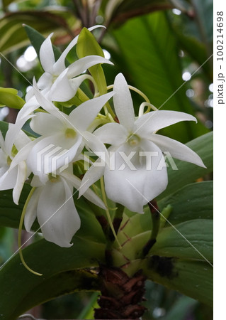 アングレカム・レオニス Angraecum leonis（洋ランの原種）の写真素材