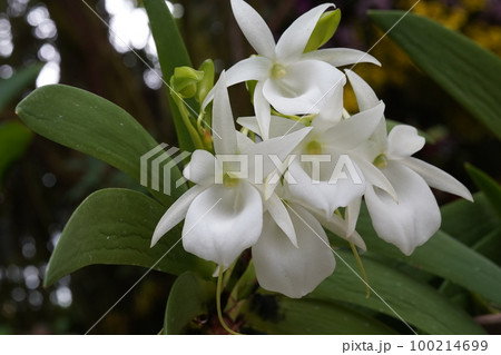 アングレカム・レオニス Angraecum leonis（洋ランの原種）の写真素材